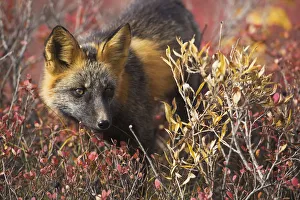 Close Up Portrait Of A Cross Fox Peering Through Blueberry And Willow Shrubs In Denali National Park, Alaska, Interior Close Up Portrait Of A Cross Fox Peering Through Blueberry And Willow Shrubs In Denali National Park, Alaska, Interior