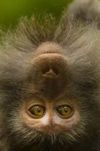 Close up portrait of a long-tailed or crab-eating macaque, Macaca fascicularis Close up portrait of a long-tailed or crab-eating macaque, Macaca fascicularis