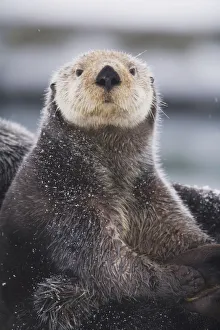 Close Up Portrait Of A Sea Otter In Prince William Sound, Southcentral Alaska, Winter Close Up Portrait Of A Sea Otter In Prince William Sound, Southcentral Alaska, Winter