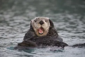 Close Up Of A Sea Otter Swimming On Back In Prince William Sound, Alaska, Southcentral, Winter Close Up Of A Sea Otter Swimming On Back In Prince William Sound, Alaska, Southcentral, Winter