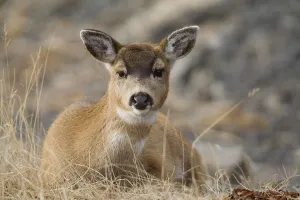 Close Up Of A Sitka Black-Tailed Doe Bedded Down During Winter On Kodiak Island, Southwestern Alaska Close Up Of A Sitka Black-Tailed Doe Bedded Down During Winter On Kodiak Island, Southwestern Alaska