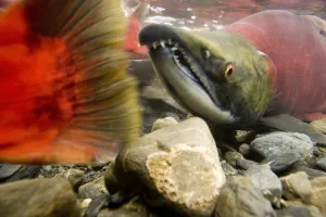 Close Up Underwater View Of Sockeye Red Salmon In Spawning Phase Bear Creek Seward Close Up Underwater View Of Sockeye Red Salmon In Spawning Phase Bear Creek Seward