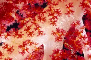 Close-Up Of Alcyonarian Coral With Supporting Bundles Of Sclerites, Pink Red And White Close-Up Of Alcyonarian Coral With Supporting Bundles Of Sclerites, Pink Red And White