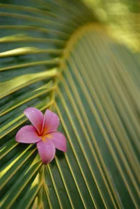 Close-Up Angled View Of One Pink Plumeria On Coconut Palm Leaf, Selective Focus Close-Up Angled View Of One Pink Plumeria On Coconut Palm Leaf, Selective Focus