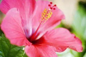Close-Up Of Beautiful Bright Pink Hibiscus With Blue And Green Background Close-Up Of Beautiful Bright Pink Hibiscus With Blue And Green Background