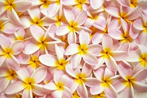 Close-Up Of A Bed Of Light Pink Plumeria Flowers, Water Drops, Yellow Centers C1667 Close-Up Of A Bed Of Light Pink Plumeria Flowers, Water Drops, Yellow Centers C1667