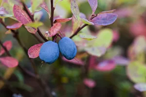 Close-Up Of Blueberries On A Lowbush Blueberry Plant (Vaccinium Angustifolium); Alaska Close-Up Of Blueberries On A Lowbush Blueberry Plant (Vaccinium Angustifolium); Alaska