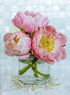 Close-up bouquet of three pink peonies in a glass vase in Surrey, B.C., Canada Close-up bouquet of three pink peonies in a glass vase in Surrey, B.C., Canada