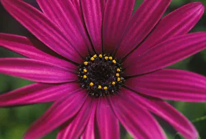 Close-Up Of Bright Purple Daisy With Yellow In Center Close-Up Of Bright Purple Daisy With Yellow In Center
