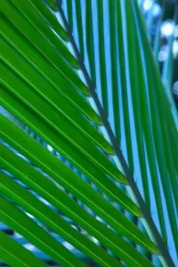 Close-Up Detail Of Coconut Palm Leaf, Yellow And Green Close-Up Detail Of Coconut Palm Leaf, Yellow And Green
