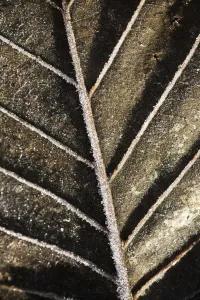Close-Up Detail Of A Frosty Autumn Coloured Leaf; Alaska, United States Of America Close-Up Detail Of A Frosty Autumn Coloured Leaf; Alaska, United States Of America