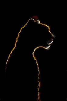 Close-up of golden cheetah silhouette in darkness Close-up of golden cheetah silhouette in darkness