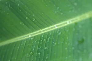 Close-Up Detail Green Banana Leaf With Droplets Of Water, Dew Close-Up Detail Green Banana Leaf With Droplets Of Water, Dew
