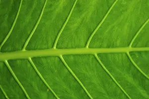 Close-Up Detail Of Green Elephant Ear Leaf With Drops Of Water Close-Up Detail Of Green Elephant Ear Leaf With Drops Of Water