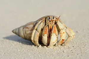 African Places And Things Collection: Close-up of Hermit Crab (Anomura) on Sand of Beach, La Digue, Seychelles