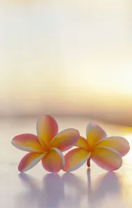Close-Up Of A Pair Of Beautiful Yellow And Pink Plumeria Flowers (Apocynaceae) With Sunset Lighting The Background Close-Up Of A Pair Of Beautiful Yellow And Pink Plumeria Flowers (Apocynaceae) With Sunset Lighting The Background