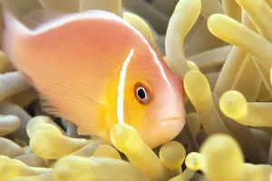 Close-Up Of Pale Orange Anemonefish In Anemone (Amphiprion Perideraion) Close-Up Of Pale Orange Anemonefish In Anemone (Amphiprion Perideraion)