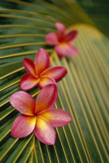 Close-Up Three Pink Plumeria Flowers On Coconut Palm Leaf Selective Focus Close-Up Three Pink Plumeria Flowers On Coconut Palm Leaf Selective Focus