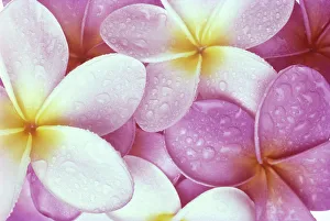 Close-Up Of Pink Plumeria Flowers With Yellow Centers, Water Droplets C1673 Close-Up Of Pink Plumeria Flowers With Yellow Centers, Water Droplets C1673