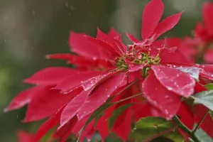 Close-Up Of Poinsettia Covered In Dew In The Rain Close-Up Of Poinsettia Covered In Dew In The Rain