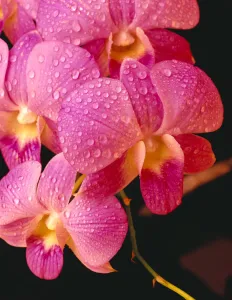 Close-Up Of Purple Vanda Orchid Flowers On Plant, Dew Water Droplets, Studio C1664 Close-Up Of Purple Vanda Orchid Flowers On Plant, Dew Water Droplets, Studio C1664