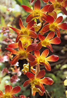 Close-Up Of Red And Yellow Dendrobium Orchids On Plant, Outdoors With Soft Focus Close-Up Of Red And Yellow Dendrobium Orchids On Plant, Outdoors With Soft Focus
