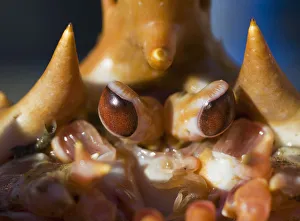 Close-Up Shot Of The Eyes Of A Golden King Crab. Southeast, Alaska Winter Close-Up Shot Of The Eyes Of A Golden King Crab. Southeast, Alaska Winter