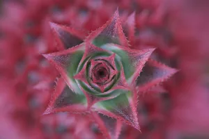 Close-Up, Silver Vase Flower, Aechmea Fasciata, Costa Rica Close-Up, Silver Vase Flower, Aechmea Fasciata, Costa Rica