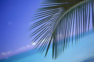 Close-Up Of Single Palm Frond With Calm Turquoise Ocean Background Horizon Blue Sky, Tilted Slanted View Close-Up Of Single Palm Frond With Calm Turquoise Ocean Background Horizon Blue Sky, Tilted Slanted View