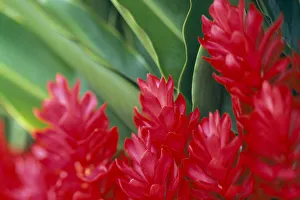 Close-Up Soft Focus, Petals Of Red Ginger, Green Leaves Background C1656 Close-Up Soft Focus, Petals Of Red Ginger, Green Leaves Background C1656