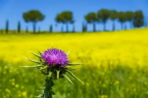 Close-up of thistle in front of a canola field in Tuscany, Italy Close-up of thistle in front of a canola field in Tuscany, Italy