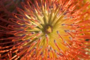 Close-Up Top View Red Pin Cushion Protea Blossom Or Leucospermum, Texture Detail Close-Up Top View Red Pin Cushion Protea Blossom Or Leucospermum, Texture Detail