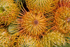 Close-Up Top View Red Pin Cushion Protea Blossoms Or Leucospermum, Texture Detail Close-Up Top View Red Pin Cushion Protea Blossoms Or Leucospermum, Texture Detail