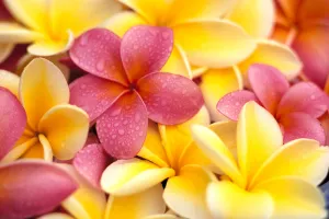 Close-Up Of Yellow And Pink Plumeria Flowers, Water Drops On Petals Close-Up Of Yellow And Pink Plumeria Flowers, Water Drops On Petals