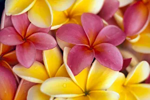 Close-Up Of Yellow And Pink Plumeria Flowers C1662 Close-Up Of Yellow And Pink Plumeria Flowers C1662