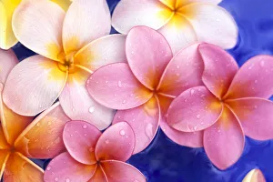 Close-Up Of Yellow And Pink Plumeria Flowers Floating, Water Drops With Blue Background Close-Up Of Yellow And Pink Plumeria Flowers Floating, Water Drops With Blue Background