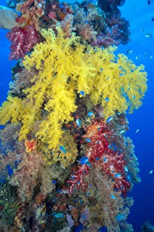 Close-Up Of Yellow And Red Alcyonarian Coral On Life Boat Davit, Blue Water Close-Up Of Yellow And Red Alcyonarian Coral On Life Boat Davit, Blue Water