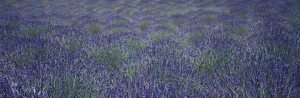 Close Up View Of Lavender Plants Swaying In The Breeze On An Organic Farm In The Santa Ynez Valley; Buellton Close Up View Of Lavender Plants Swaying In The Breeze On An Organic Farm In The Santa Ynez Valley; Buellton