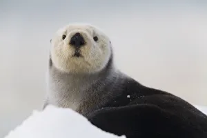 Close Up View Of A Sea Otter Hauled Out On Snow, Prince William Sound, Alaska, Southcentral, Winter Close Up View Of A Sea Otter Hauled Out On Snow, Prince William Sound, Alaska, Southcentral, Winter