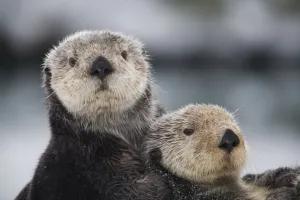 Close Up View Of Sea Otters Huddled Together, Prince William Sound, Southcentral Alaska, Winter Close Up View Of Sea Otters Huddled Together, Prince William Sound, Southcentral Alaska, Winter