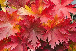 Closeup Detail Of Autumn Foliage Kodiak Island Southwest Alaska Closeup Detail Of Autumn Foliage Kodiak Island Southwest Alaska