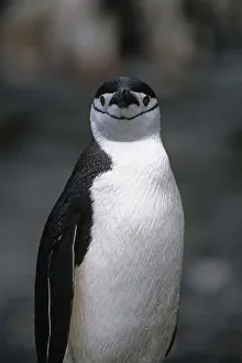 Closeup Of Chinstrap Penguin Just Out Of The Water @ South Georgia Island Antarctic Summer Closeup Of Chinstrap Penguin Just Out Of The Water @ South Georgia Island Antarctic Summer