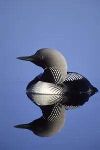 Closeup Of Pacific Loon On Pond Arctic National Wildlife Refuge Arctic Alaska Summer Closeup Of Pacific Loon On Pond Arctic National Wildlife Refuge Arctic Alaska Summer