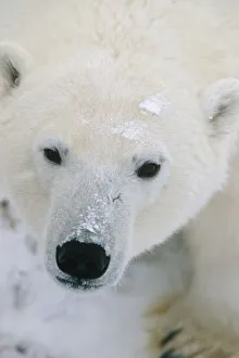 Closeup Portrait Of Polar Bear Churchill Canada Winter Closeup Portrait Of Polar Bear Churchill Canada Winter