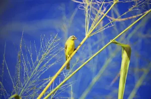 Closeup Of Yellow Fronted Canary (Serinus Mozambicus) Sitting On Green Stalk, Blue Sky Closeup Of Yellow Fronted Canary (Serinus Mozambicus) Sitting On Green Stalk, Blue Sky