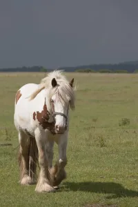 Clydesdale Horse Walking, Northumberland, England Clydesdale Horse Walking, Northumberland, England