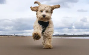 A Cockapoo Running Towards The Camera On A Beach; South Shields, Tyne And Wear, England A Cockapoo Running Towards The Camera On A Beach; South Shields, Tyne And Wear, England
