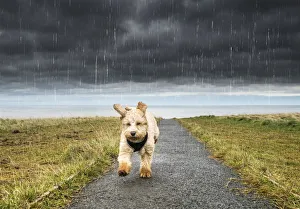 A Cockapoo Running Up A Path With Ominous Storm Clouds And Rainfall In The Background; South Shields, Tyne And Wear A Cockapoo Running Up A Path With Ominous Storm Clouds And Rainfall In The Background; South Shields, Tyne And Wear