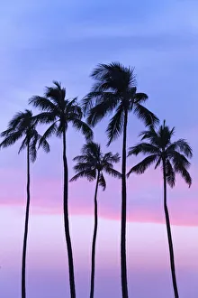 Five Coconut Palm Trees In Line With Cotton Candy Sunset Behind; Honolulu, Oahu, Hawaii, United States Of America Five Coconut Palm Trees In Line With Cotton Candy Sunset Behind; Honolulu, Oahu, Hawaii, United States Of America