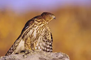 Colorado, Cooper's Hawk (Accipiter Cooperii) Perched On A Rock, First Year Male Colorado, Cooper's Hawk (Accipiter Cooperii) Perched On A Rock, First Year Male
